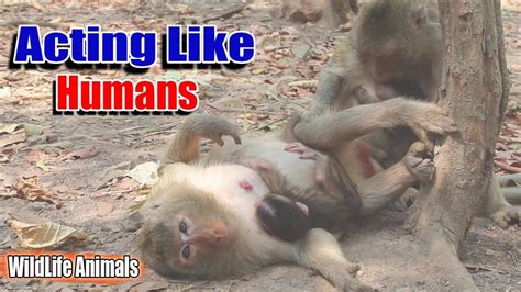 Monkeys Acting Likes Human With Baby Cute And Funny Monkey Videos