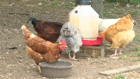 Cdc Multi State Outbreak Of Salmonella Cases Linked To Backyard Poultry Wisconsin Included