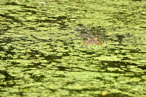 Alligator Swamp Photograph By Aaron Wages Fine Art America