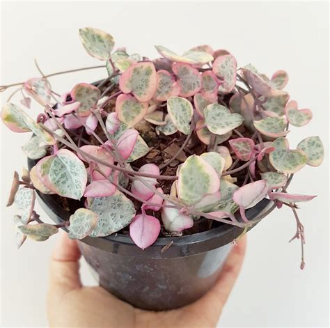 Variegated String Of Hearts Ceropegia Woodii Gardening And Plants Plants