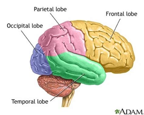 Positions And Functions Of The Four Brain Lobes New Health Advisor
