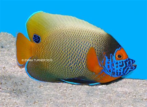 Blueface Angelfish Pomacanthus Xanthometopon