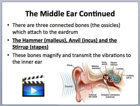 Hearing And The Human Ear Teach With Fergy