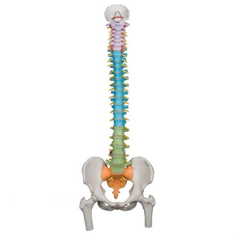 Whether you plan to create your own study. 3B Scientific A58/9 Didactic Flexible Spine With Femur Heads 3B Smart Anatomy