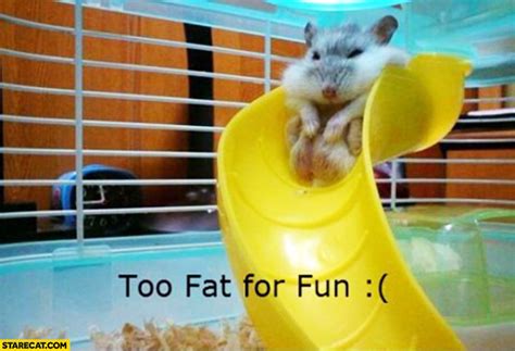 Too Fat For Fun Hamster On A Slide
