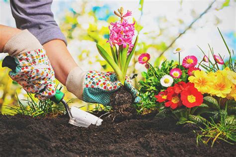 Can Gardening Help With Anxiety Advisorknock