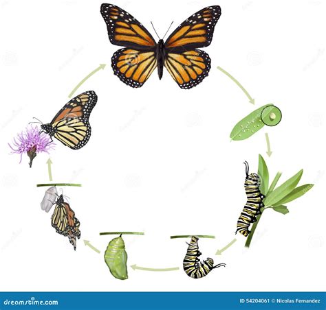 Monarch Butterfly Royalty Free Illustration 54200712