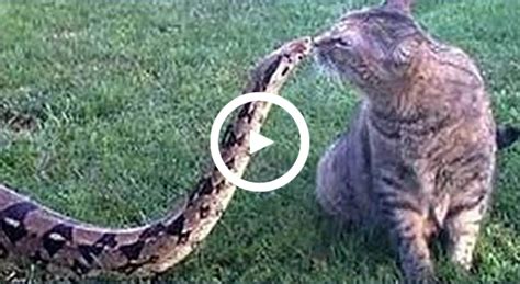Cats And Snakes Fighting Real Life Amazing Animal Bvdos