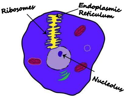 Ribosomes are responsible for assembling proteins for the cell. Animal Cell Diagram
