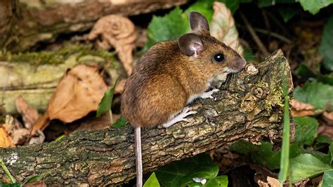 Wood Mouse Apodemus Sylvaticus British Mammals Woodland Trust