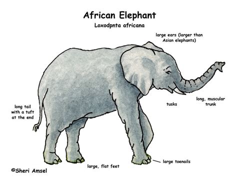 Labeled diagram of an elephant. Elephant (African)