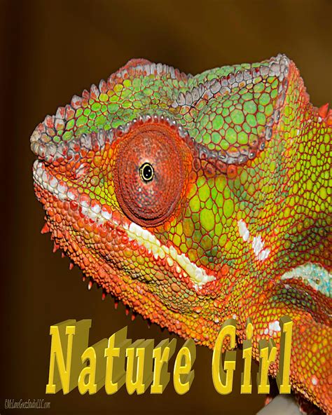 Chameleon Nature Girl Photograph By Leeann Mclanegoetz