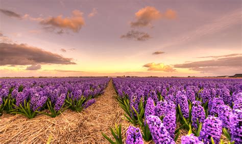 Wide Photography Of A Purple Flower Field Hd Wallpaper Wallpaper Flare