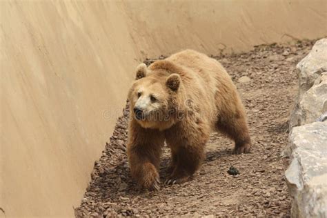 Italian Brown Bear Stock Image Image Of Endangered Growl 13793747