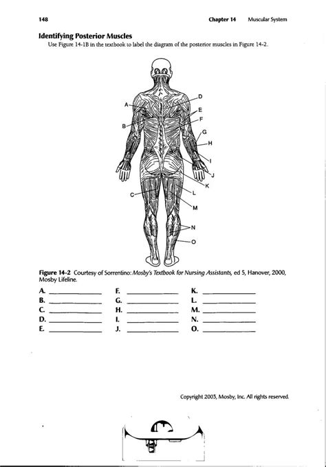 Blank Anatomy Muscle Worksheet