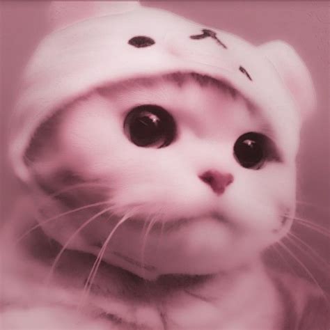 ᵎ 💒 ٠ِ٘ٓ៹ Cute Cat Icons ҂ ̖́