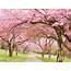 Nozomi Crafts Cherry Blossom Forest In Niigata Prefecture Japan