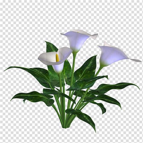 Transparent Calla Lilies Flowers Png Clipart Giant White Arum Clip