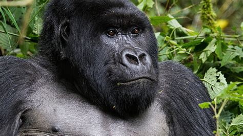 About The Silverback Gorillas In Rwanda Africa Adventure Vacations