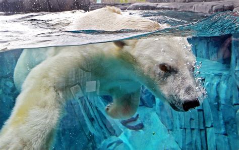 New Polar Bear Habitat Unveiled At The Zoo