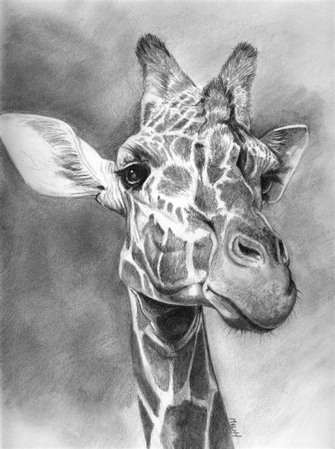 Giraffe Head Sketch At Explore Collection Of
