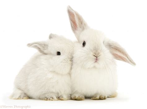 Two Baby White Rabbits Photo Wp47622