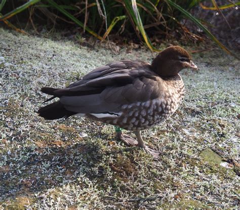 Female Australian Maned Wood Duck Chenonetta Jubata 2021 12 22 Zoochat