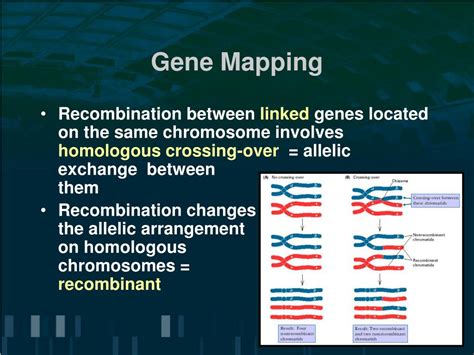 Ppt Gene Linkage And Genetic Mapping Powerpoint Presentation Free