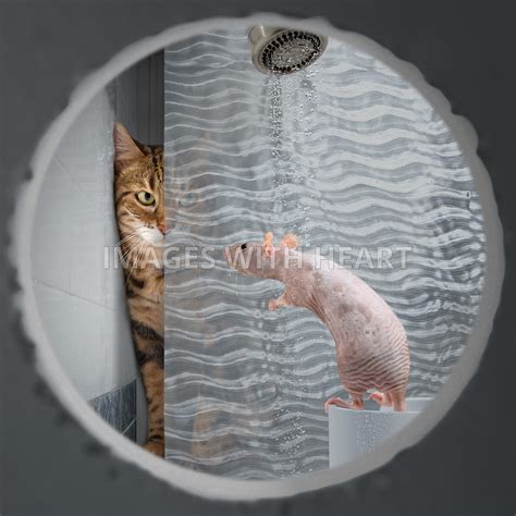 Images With Heart Pyscho Cat Stalking A Naked Rat Taking A Shower