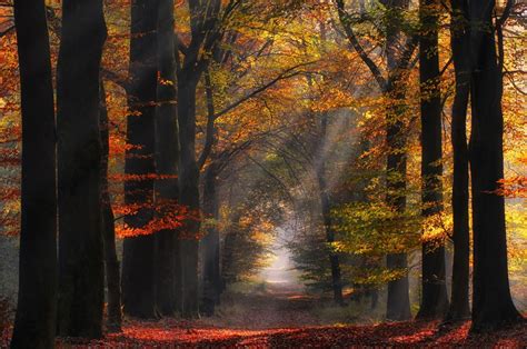 Nature Landscape Colorful Forest Path Sun Rays Mist Trees Fall Leaves Atmosphere