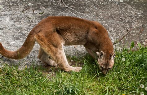 eastern cougar nature canada