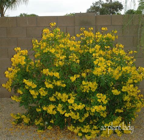 Arizona Yellow Bells Archives Ramblings From A Desert Garden
