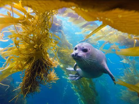 Community Coastal Column The State Of Kelp Forests On The North Coast