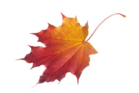 Autumn leaf color Clip art - Maple Leaf png download - 4500*3000 - Free Transparent Autumn Leaf ...