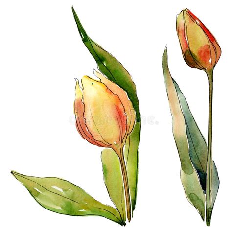 Tulip Floral Botanical Flowers Watercolor Background Illustration Set