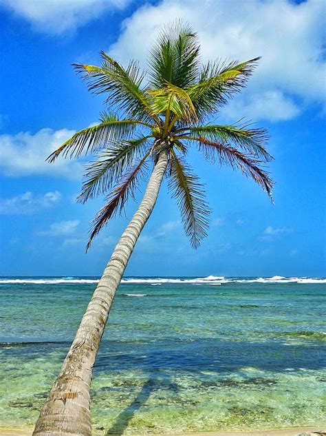 Island Palm Tree In San Blas Islands Photograph By