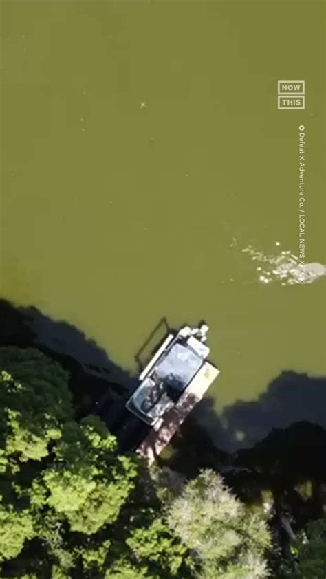 Drone mostra o momento em que homem é atacado por jacaré em lago nos