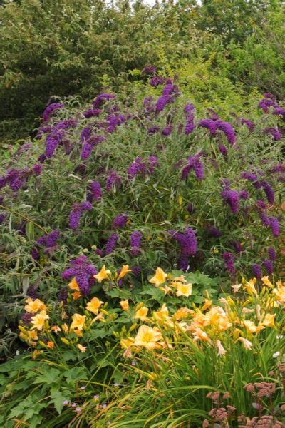 Companion Planting With Butterfly Bush Home And Garden Reference