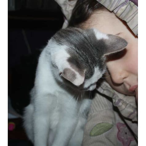 The researchers also looked at why people groom. Cougar - Male Domestic Short Hair Cat in NSW - PetRescue