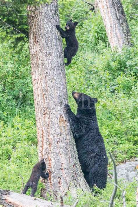 Black Bear Sow Cubs Climbing Fir Tree Tom Murphy Photography