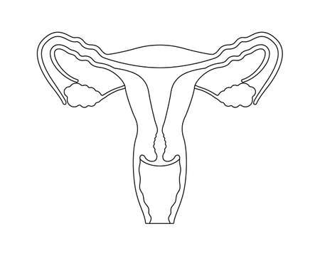 Vector Of Female Reproductive System In Id Royalty Free Image Stocklib
