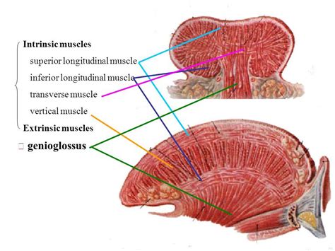 Musculos Intrinsecos Da Lingua Edulearn