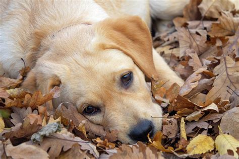 Sad Dog Puppy Labrador Lying In Forest Photograph By Mikhail Kokhanchikov