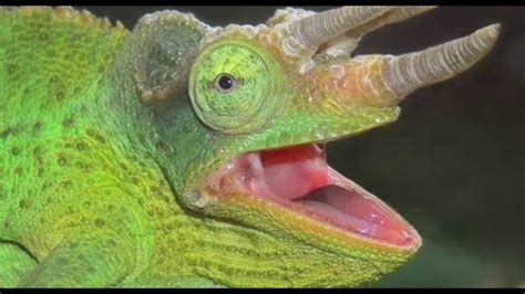 Top Facts About Chameleon in Urdu Hindi - YouTube