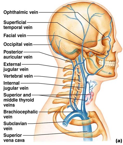 Anatomy label major arteries and veins / together, veins, arteries and nerves define neurovasculature. BIO 202 Renal System Worksheet | Arteries anatomy ...