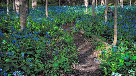 Virginia Bluebells In Bloom Elgin Hiking Trail Club