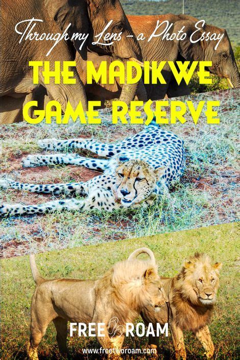 The Madikwe Game Reserve Through My Lens A Photo Essay Free Two Roam