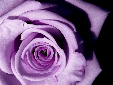 History And Meaning Of Lavender Roses Proflowers Blog Purple Roses