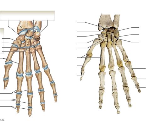 Skeletal Images For Exam 1 Bones Of Right Wrist And Hand Anterior