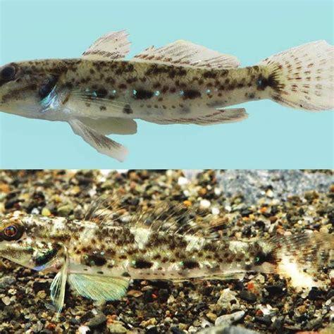 Pdf New Record Of A Brackish Water Goby Perciformes Gobiidae